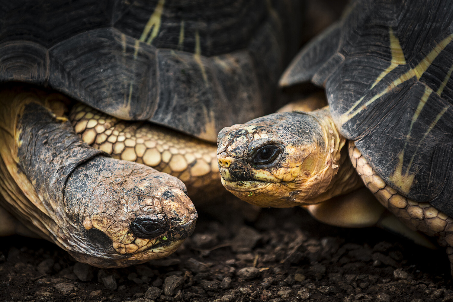 Tortoise couple