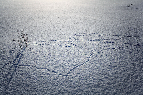 footprints in the snow