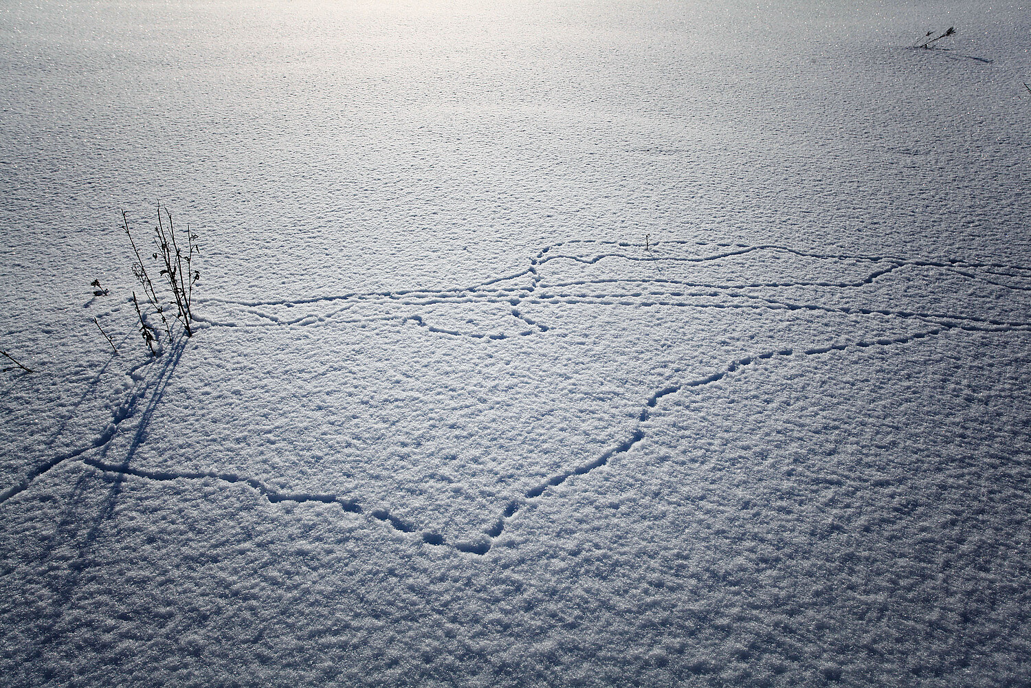 footprints in the snow